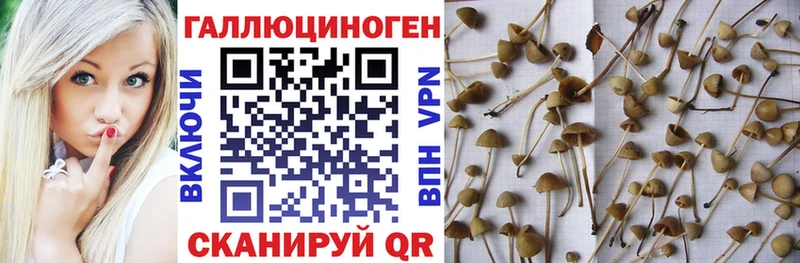 Псилоцибиновые грибы Psilocybine cubensis Семилуки